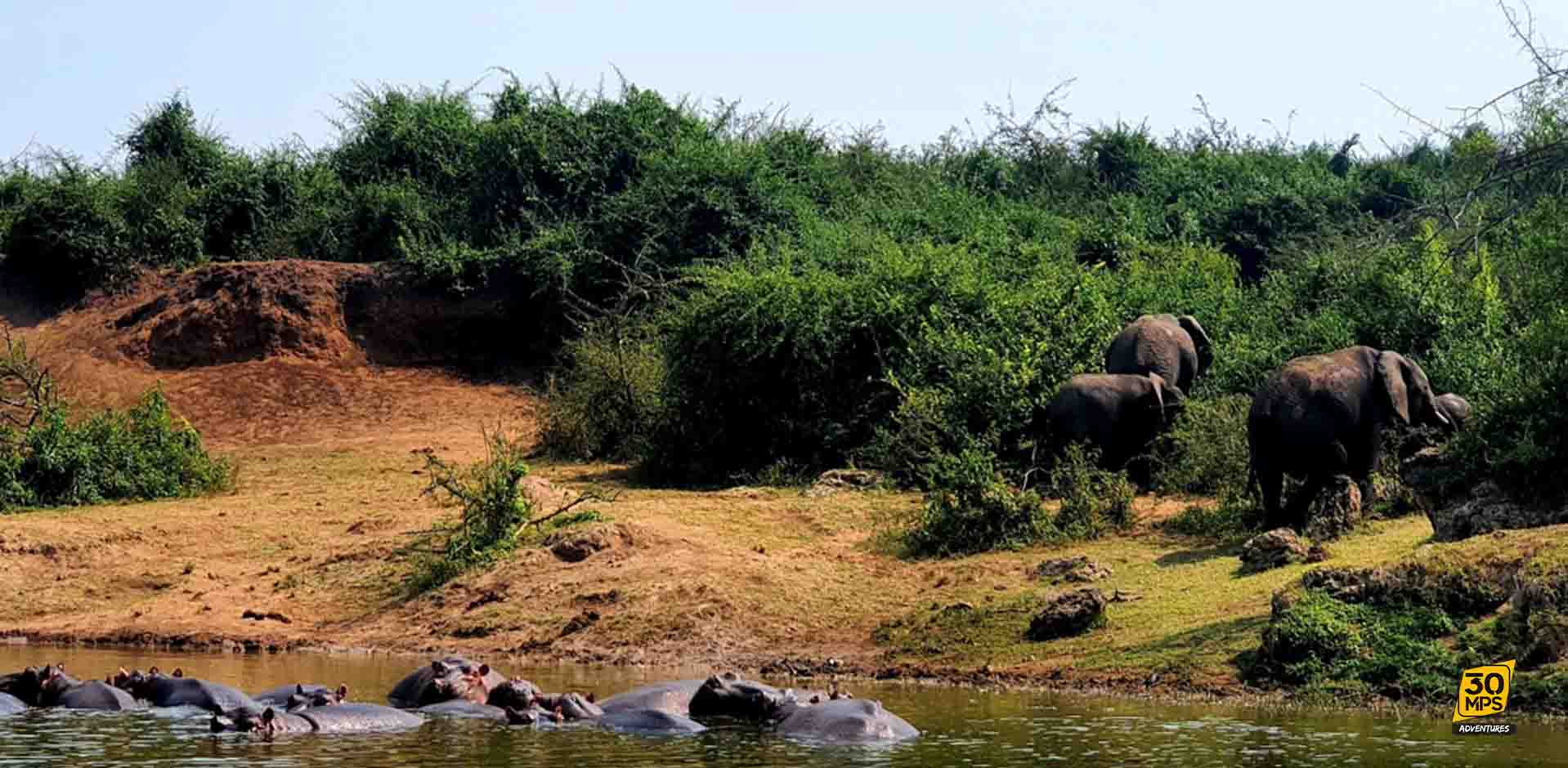 elefantes-uganda-30mps